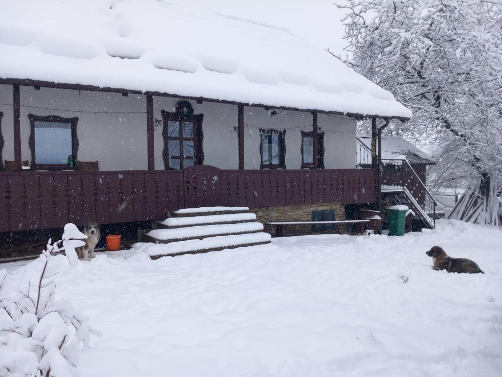 Casa Bunicilor Villa Ciprian Porumbescu Eksteriør bilde